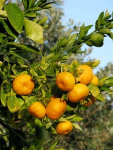 orange-tree1